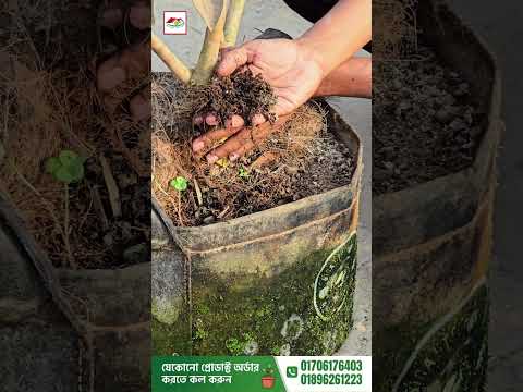 গাছের গোড়ার পানি ধরে রাখতে ব্যবহার করুন কোকোনাট ফাইবার | Coconut Fiber for Moisture Retention