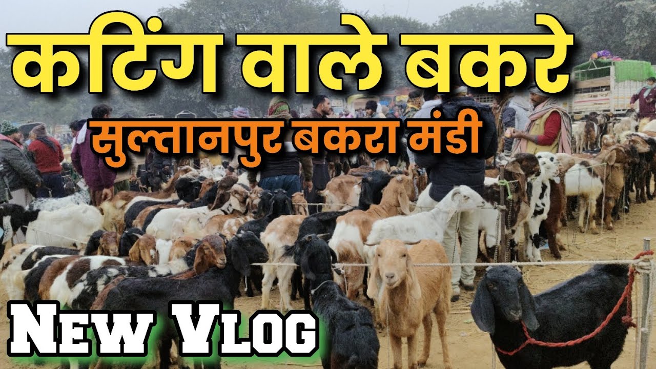 कम कीमत में ✓कटिंग वाले बकरे || सुल्तानपुर बकरा मंडी 
