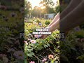 A Hidden Billionaire's Town of Light