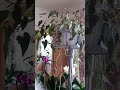Джунгли в квартире. Мои орхидеи. Стойка с цветами у восточного окна.