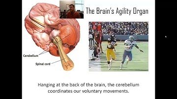 AP Psych: Module 11- Studying The Brain