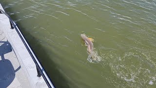 Fishing Galveston Bay EP 5,  "Galveston Bay Redfish using a Popping Cork and Live Shrimp"
