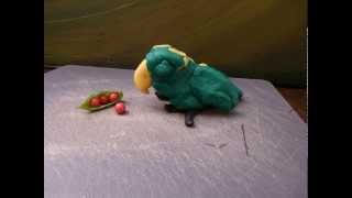 Kakapo Animation