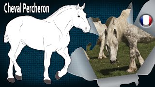 Cheval Percheron, Des Chevaux Surnommés Arabe Gigantesque , Races De Chevaux