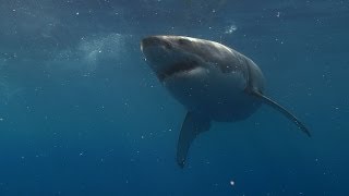 Blackmagic Cinema Camera Underwater Test (BMCC vs PMW200)