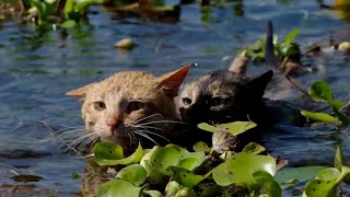 親ネコに教わる“かわいすぎる水泳教室”を開催！取り残された子ネコが必死の泳ぎ　『劇場版 岩合光昭の世界ネコ歩き　あるがままに、水と大地のネコ家族』