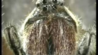 TARANTULAS   Discovery Channel