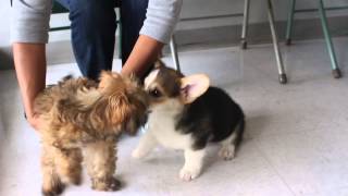 Corgi puppy at puppy playtime by trinketbaby 1,772 views 9 years ago 1 minute, 39 seconds