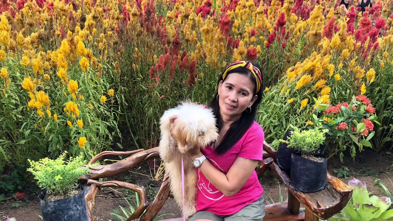 Celossian Flower Farm Baras Rizal Brey De Ungria Youtube