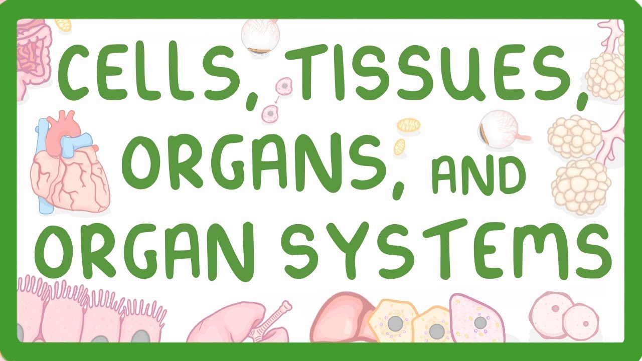 Biology - Cells /Tissues/Organs/Organ Systems - Specialization (Middle ...