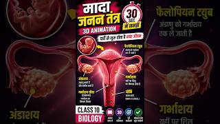 मादा जनन तंत्र Explained in 3D Animation | Class 10 Biology fertilization process # #prashantkirad