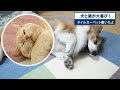 床にタイルカーペットを敷くと、犬と猫がとても気に入ってごろ寝しています