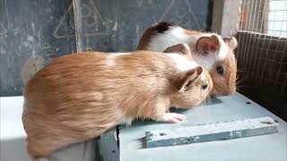 Sharing some cuteness #GuineaPigs #Wheeeeeeek #trending 
