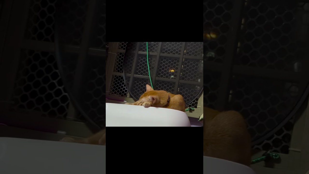 Twitching and dreaming 