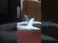 #aviation animación