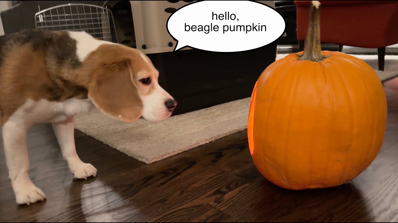 Cute beagle is scared of pumpkin (Halloween 2025) - YouTube