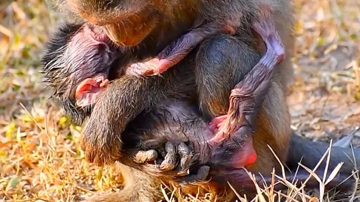 So Adorable Young Mommy Monkey Wildlife Hugs and Protects  Baby Carefully