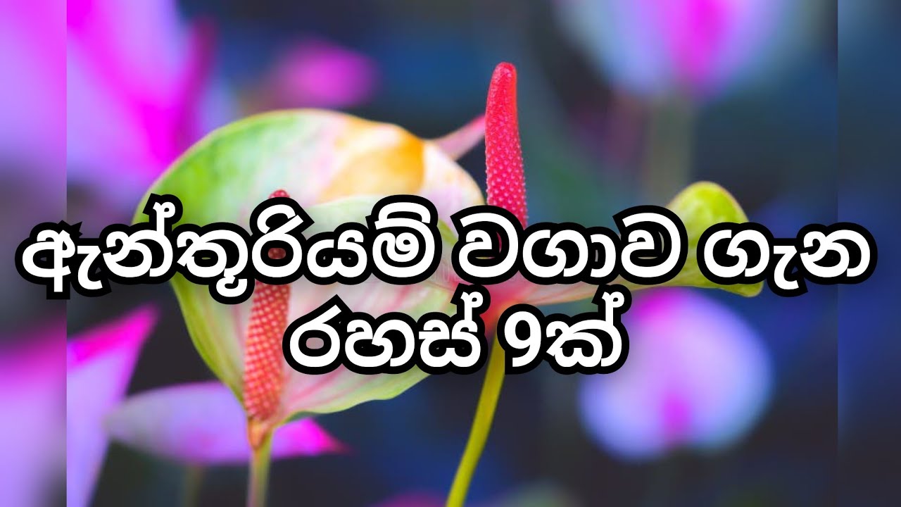 ඇන්තූරියම් වගාවේ රහස් 9ක් 😯😃😯😍