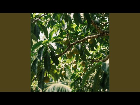 Under the Mango Tree