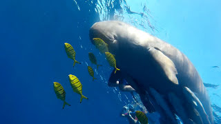 Scuba diving with Dyson the Dugong