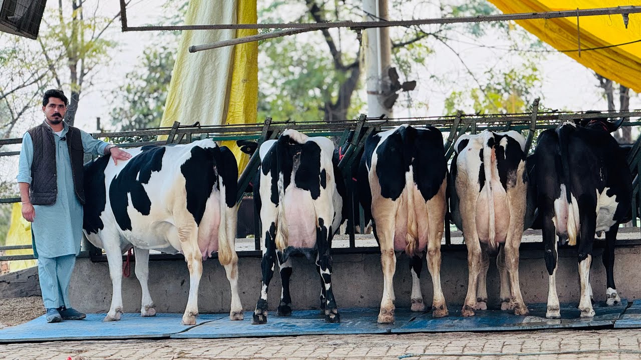 40 Liter to 45 Liter Milk Ready⭐️ || HiGh MilKing Background Cows Available at Gurwinder Dairy Farm