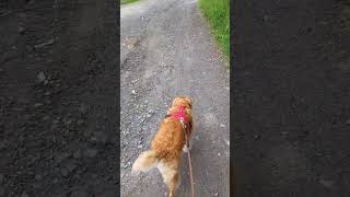 Kokoni Hund geht Gassi by Kokooooniii - Mustang TV  62 views 10 months ago 1 minute, 25 seconds