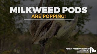 Milkweed Pods Are Popping