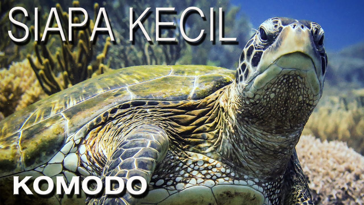 Relaxing drift dive at Siapa Kecil. Scuba Diving Komodo Islands.