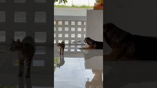 A harmonious cat and dog.