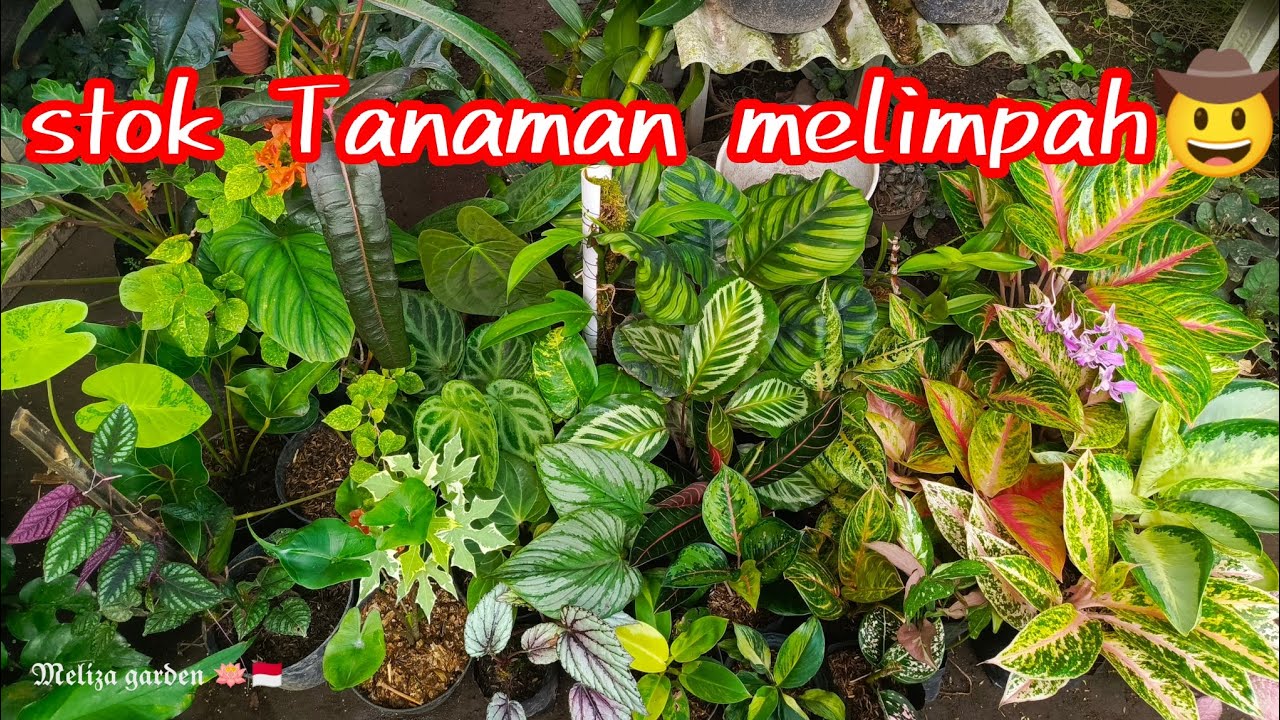 kebun tanaman kembali penuh siap di order lagi bun.. 😃