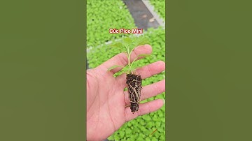 Cây giống cúc pico mini #cucpico #caygiongcucpico #cucpicomini