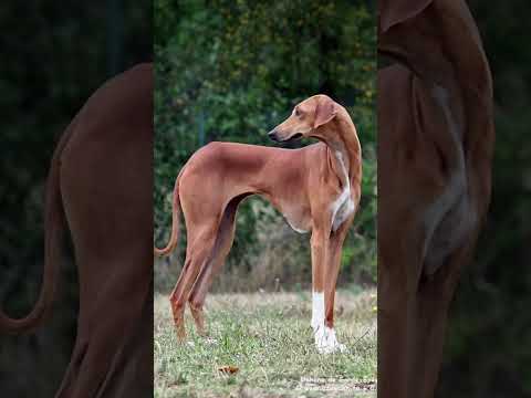 Three amazing dog