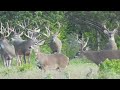 Venado Cola Blanca Texano