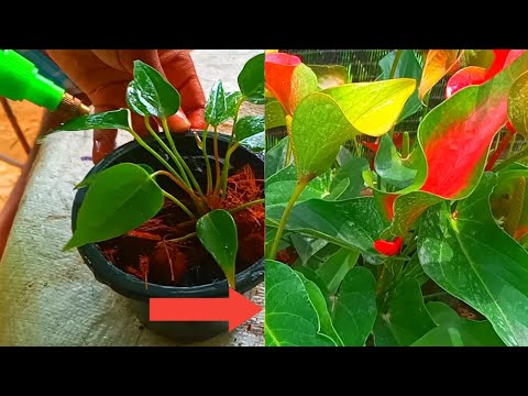 What is the Best Potting Mix for Anthurium ? Anthurium Care Tips - how to improve blooming