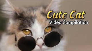 Cute Cats Compilation part13