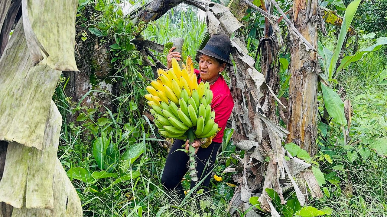 Que alegria llegar a la huerta y encontrar estos racimos de guineo seda madurando