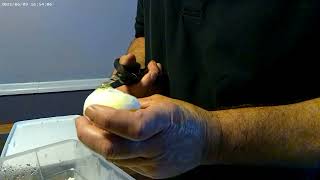 Celebrity Egg cutting, ball python 2022 clutch 3 (4 total) Net Worth