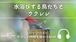 Natural Sonic 「 水浴びする鳥たちとウクレレ」 コンピレーション  やさしい時間を味わうBGM