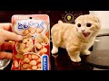 初めてホタテを食べた子猫の食べ方が可愛すぎた【マンチカン】