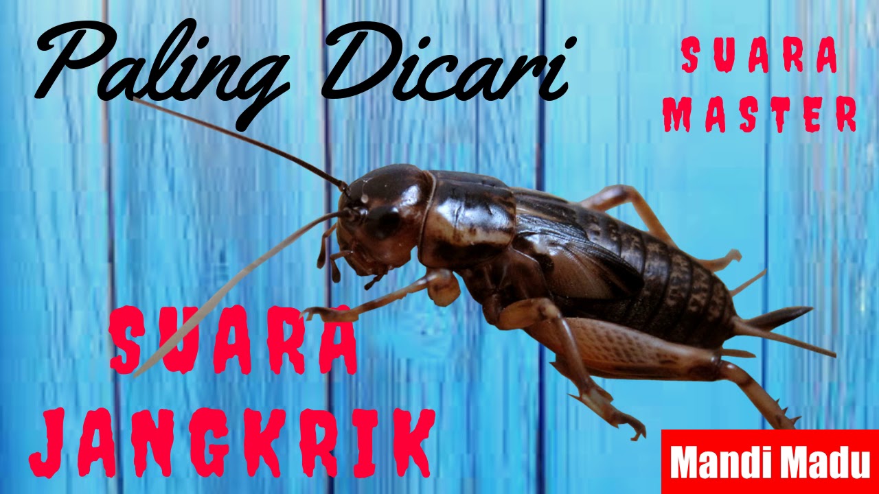 Terapi Suara Jangkrik Panjang Paling Di Cari Suara Jangkrik alam