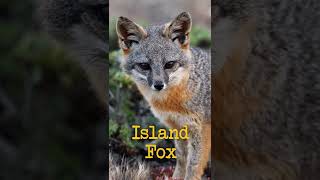 America&#39;s Island of Dwarf Foxes #shorts