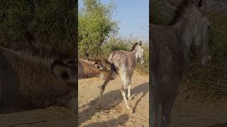 #animals #ytshorts #funny #trending
