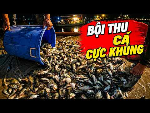 Bội Thu Cá Cực Khủng - Giao Cá Cho lái Bán Chợ | Săn Bắt Vlog