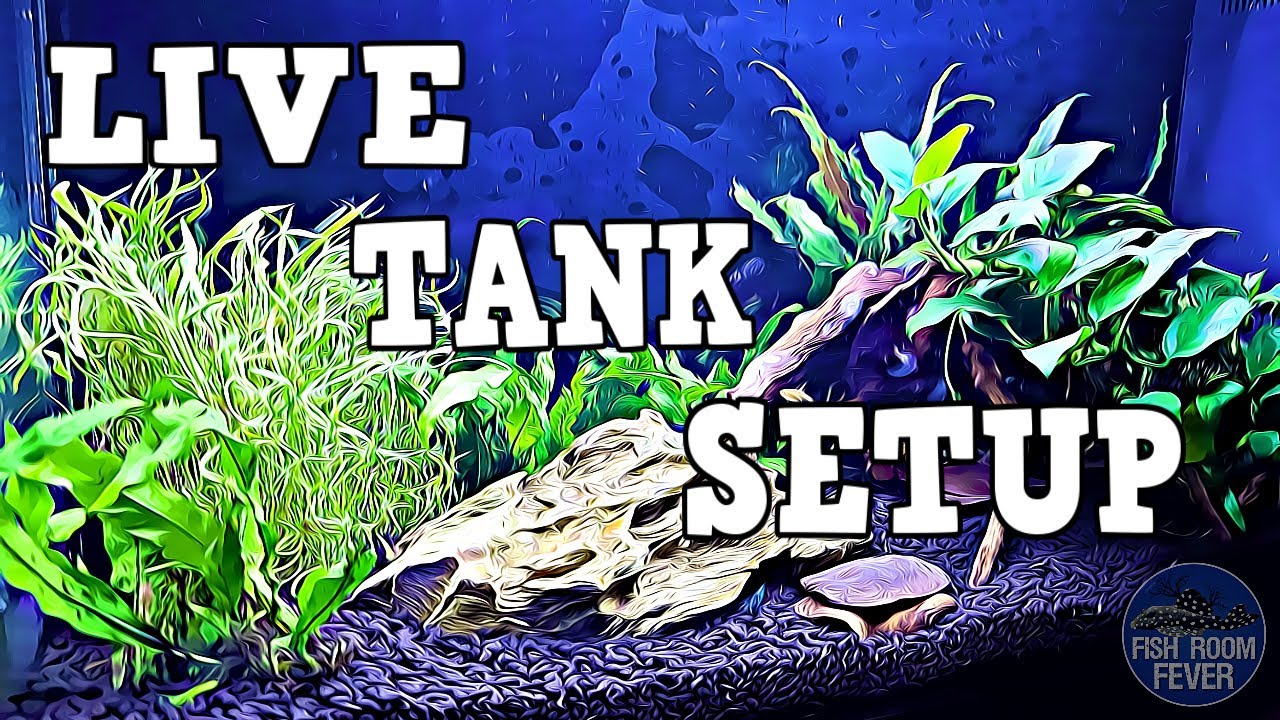 aquaholics live fish