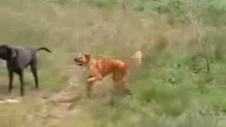 Crazy Dog Dancing
