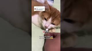 Atul Anteng Kalo Ngantuk Doang kucing kucinglucu kucingcomel