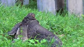 How to Train Your Falcon 2