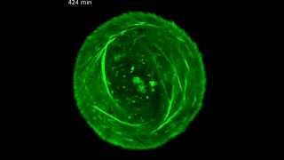 Twisty Chains Of Proteins Keep Cells Oriented Science News