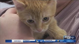 A new puppy, and a lost kitten find homes after clear the shelters
