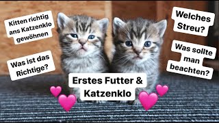 Kitten ans Katzenklo gewöhnen & Erstes Futter | Uschi Time
